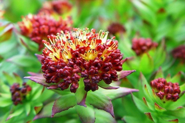 Tintura de Rhodiola rosea - un maravilloso remedio