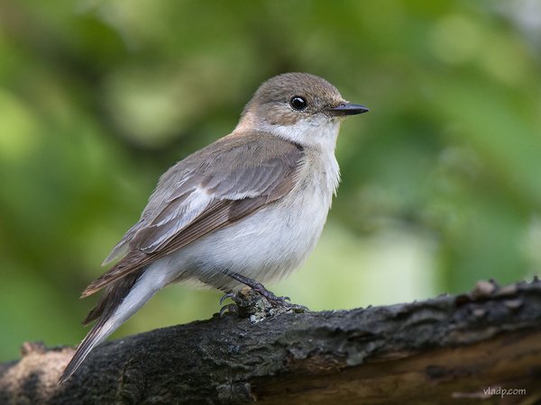 Las aves te salvarán de la depresión y otras dolencias