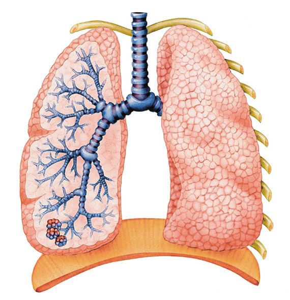 Cómo limpiar los pulmones