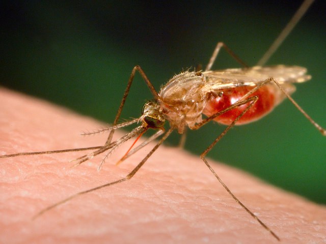 Consejo 1: Cómo curar la malaria