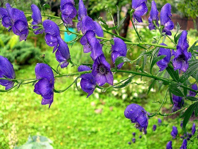 Aconitum del Dzungaro