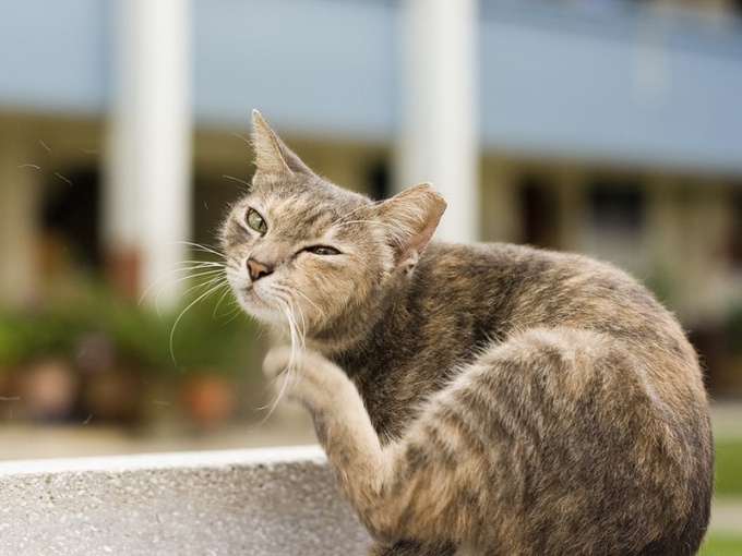 Por qué el gato pica