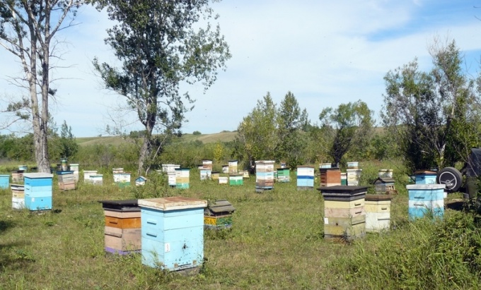 Enfermedades de las abejas: cómo tratar la ascosferosis