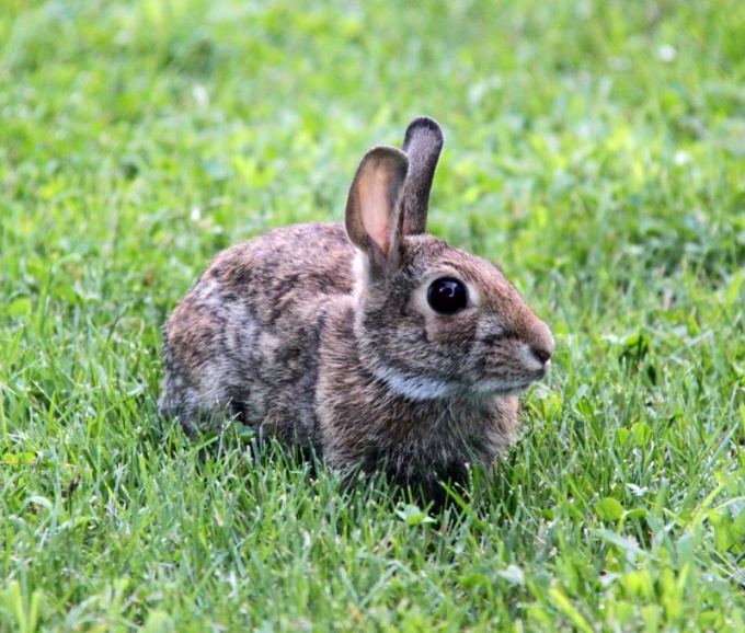 Qué comer un conejo decorativo