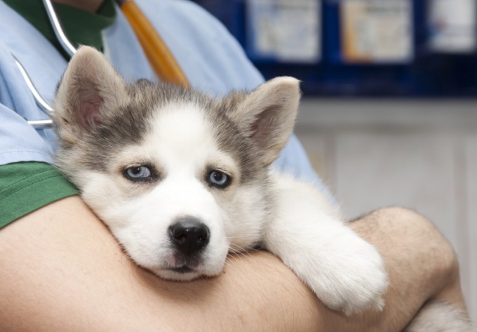 Qué puede causar diarrea en un perro