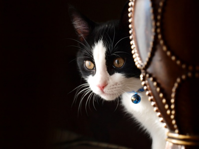 ¿Qué pasa si el gato se cayó de la ventana