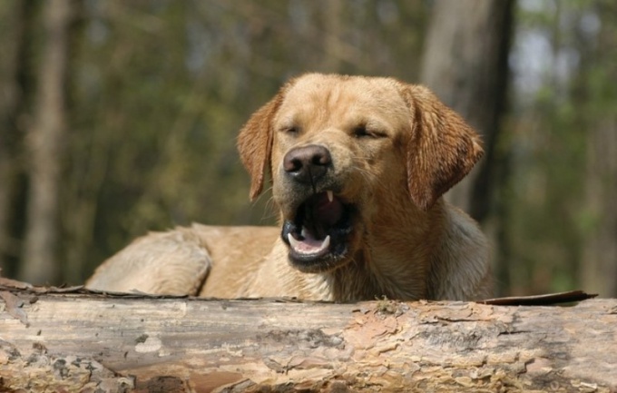 Si el perro tiene un resfriado