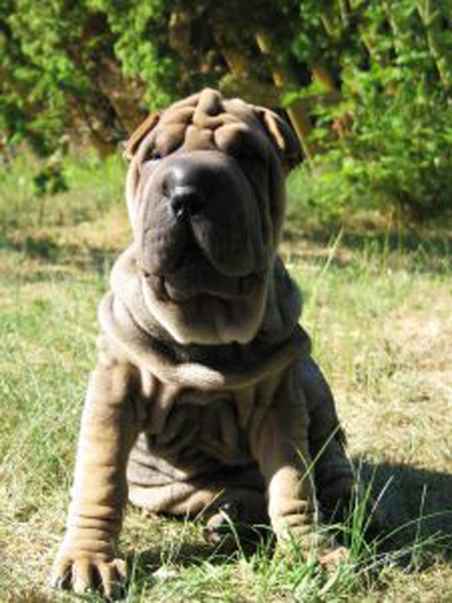 de qué color es el lenguaje de los cachorros shar pei