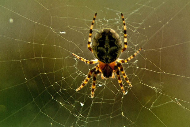 cómo llamar a una araña