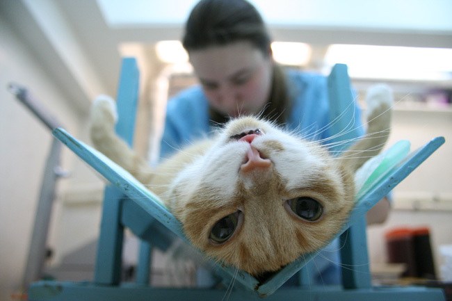 Cómo preparar un gato para la esterilización