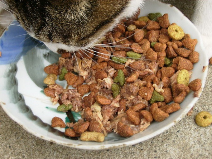 cómo almacenar comida seca para gatos