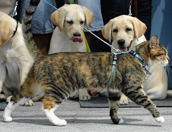 ¡Un gato con un arnés es cómodo y seguro!