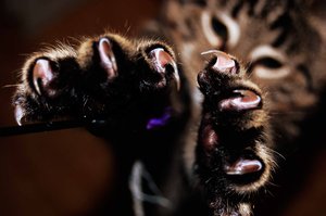 cómo calmar a un gato