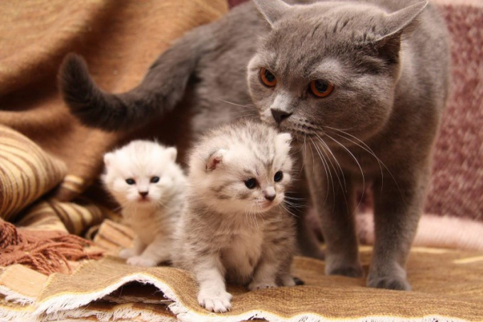 ¿Cómo nacen los gatitos?