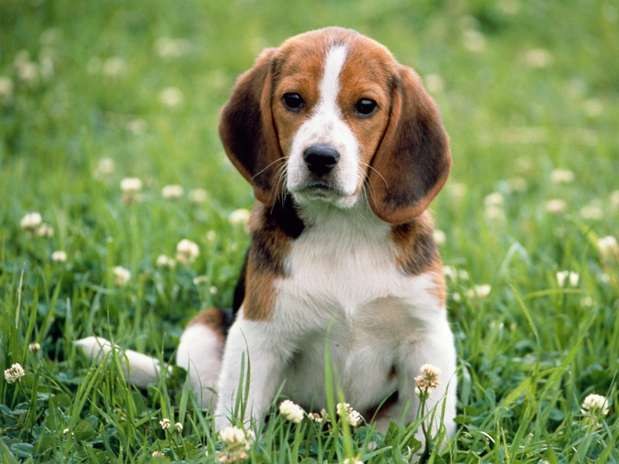 ¿Cómo cambian los cachorros los dientes?