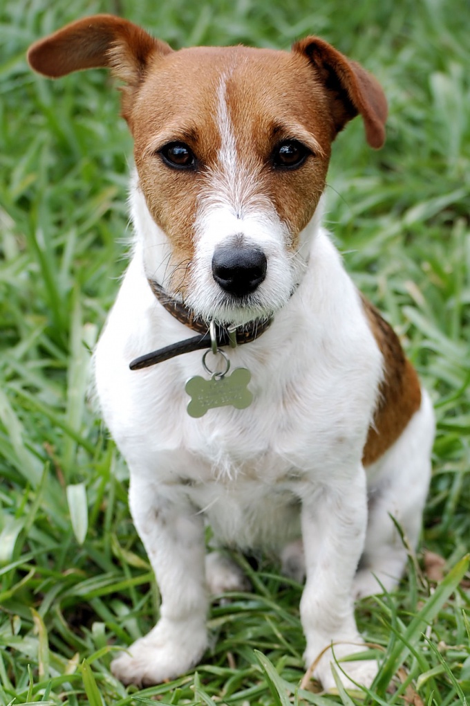 cómo determinar la edad de un perro