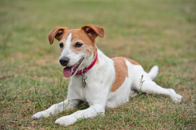 ¿Cómo limpiar una glándula anal en un perro?