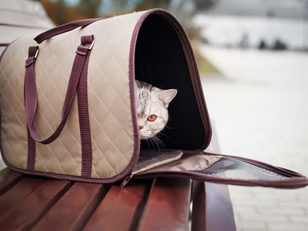 Cómo elegir una arena para gatos