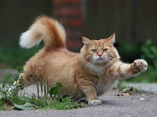 Cómo destetar al gato para marcar el territorio