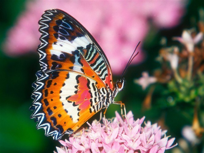 Las mariposas asombran con el brillo y la belleza de la coloración