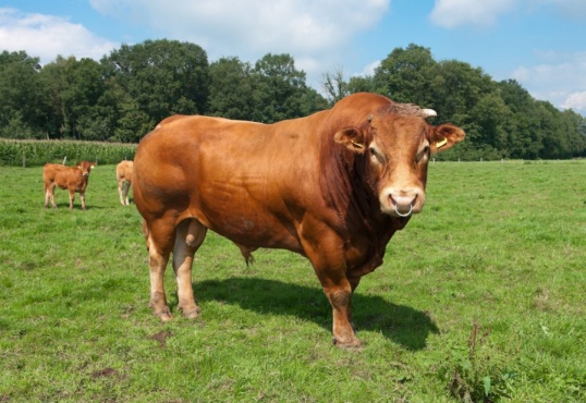 Características de las vacas limusinas