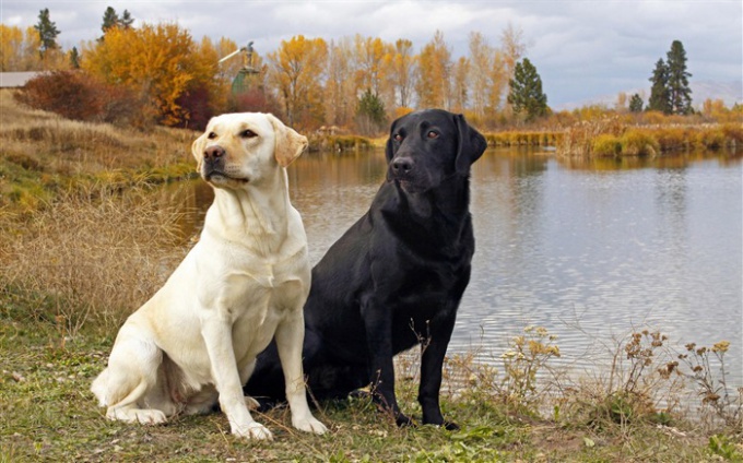 Características de una raza de perro labrador