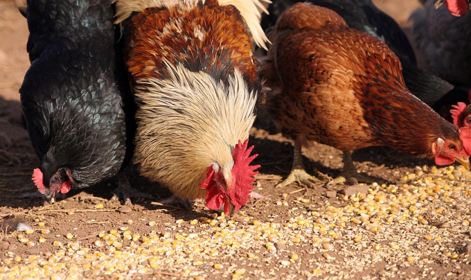 ¿Por qué detuviste el pollo?