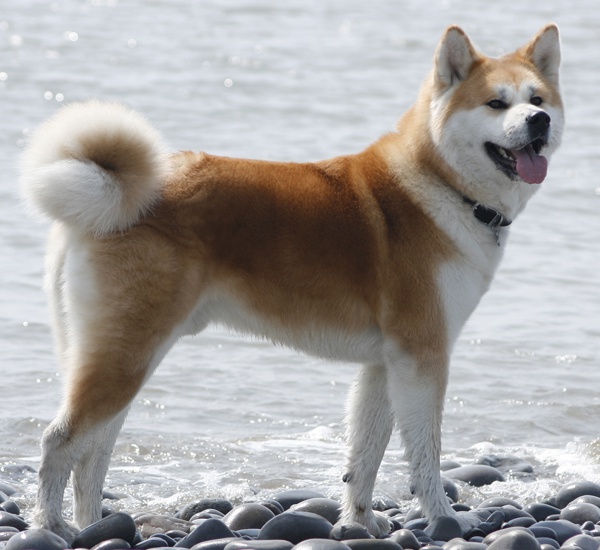 Raza de perros Akita Inu