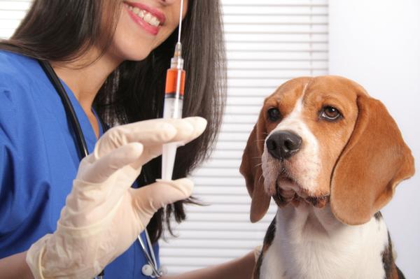 Inoculación al perro. Lo que necesitas saber es el dueño