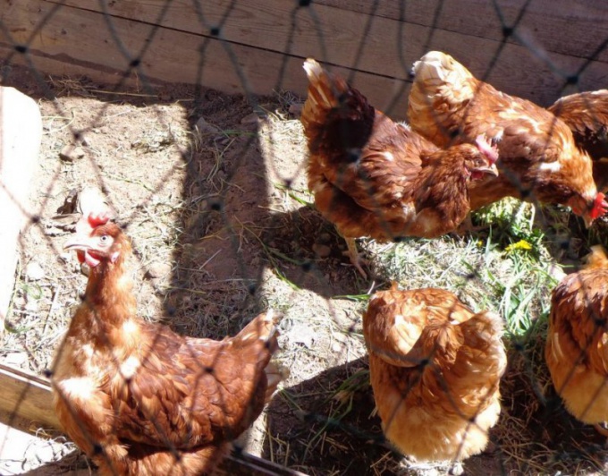 Cría de gallinas: dieta para gallinas ponedoras