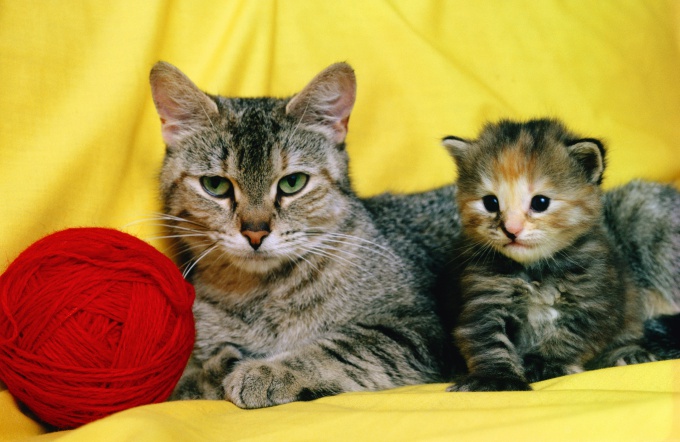 ¿Qué tan rápido puede correr un gato?