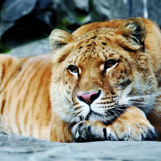 cómo son los gatitos llamados leones y tigres