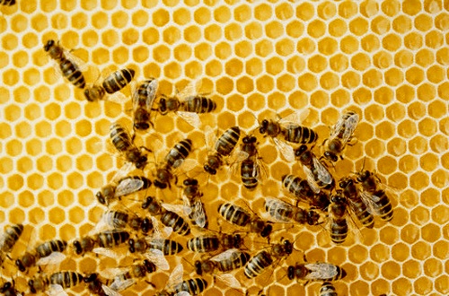 El contenido de las abejas en las colmenas-tumbonas