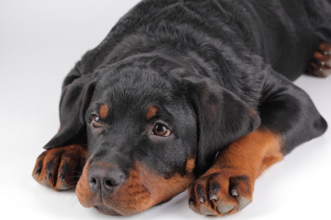 Qué hacer si el perro se comió el calcetín