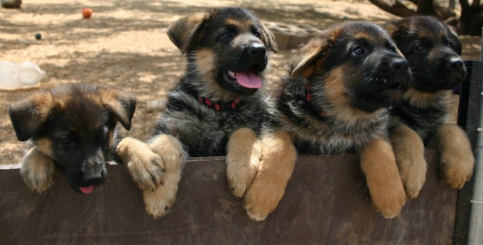 Consejo 1: Cómo entrenar a un perro pastor caucásico