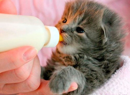 Cómo alimentar a los gatitos recién nacidos