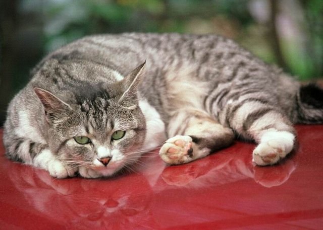 Cómo tratar una intoxicación en un gato