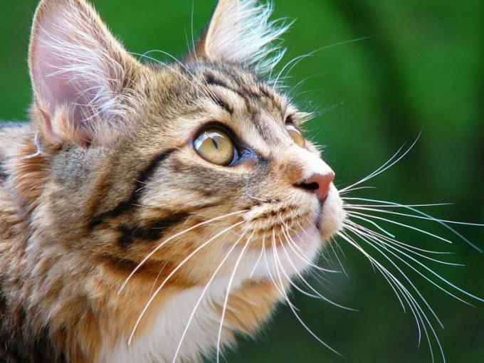 Cómo curar la tos de un gato