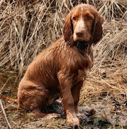 Cómo enseñar a un cachorro a "sentarse"