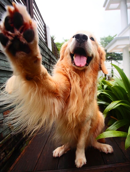 Cómo enseñar a un cachorro a dar una pata