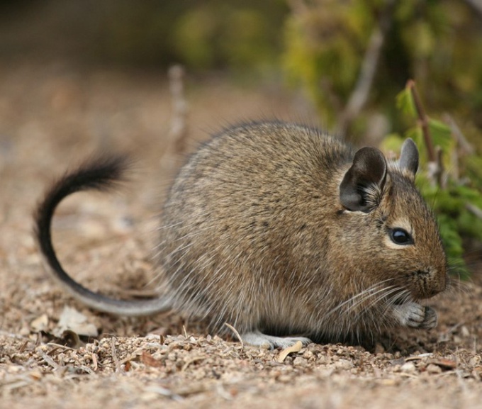 Consejo 1: Cómo distinguir degu