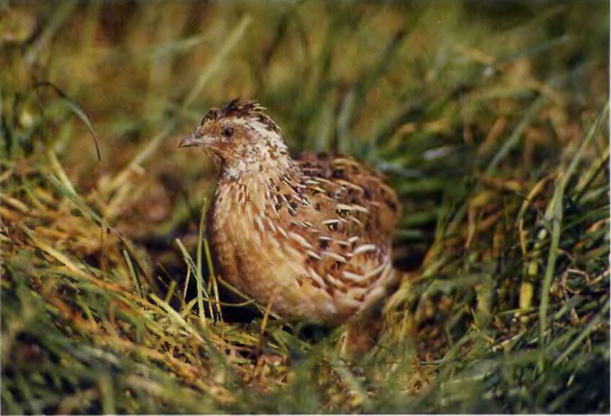 Cómo distinguir las gallinas de codorniz