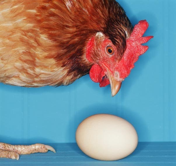 Por qué las gallinas picotean los huevos