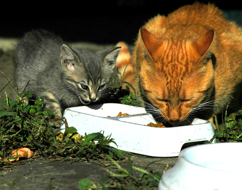 Consejo 1: ¿Cómo hacer un cuenco para alimentar a los gatos?