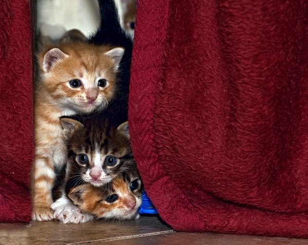 Cómo mantener un gatito