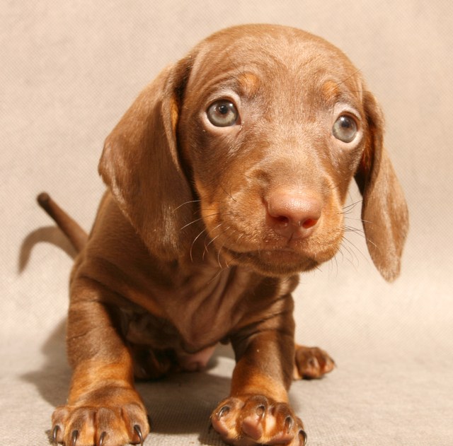 Cómo elegir un cachorro de dachshund enano