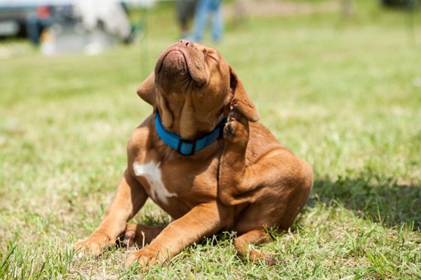 Consejo 1: Cómo elegir un veterinario