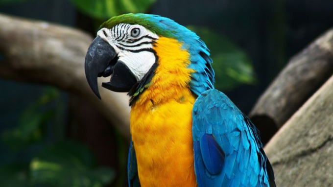 Cómo elegir y comprar un loro guacamayo 