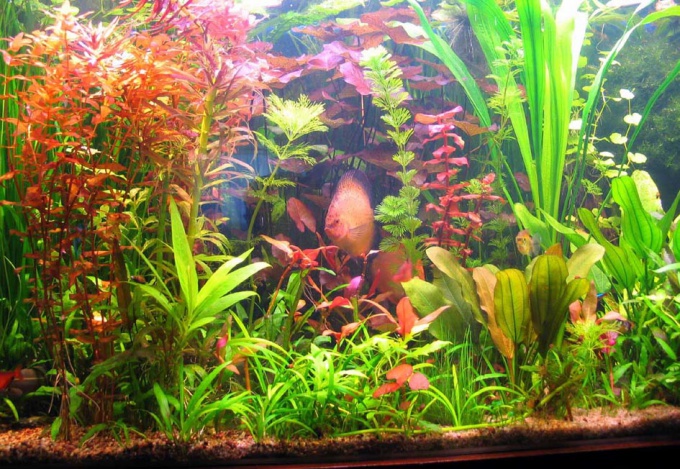 Cómo cultivar plantas de acuario