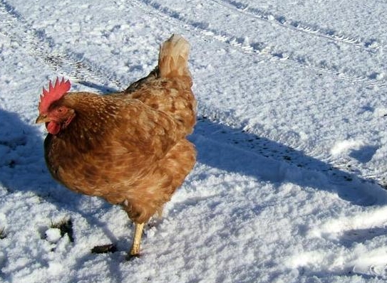 Consejo 1: Cómo hacer que los pollos se apresuren